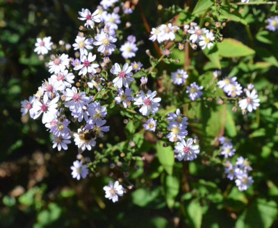 Aster_cordifolius-Ideal.18-1.jpg