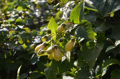 Kirengeshoma_palmata.17-1.jpg