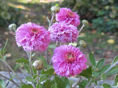 udos winteraster.JPG