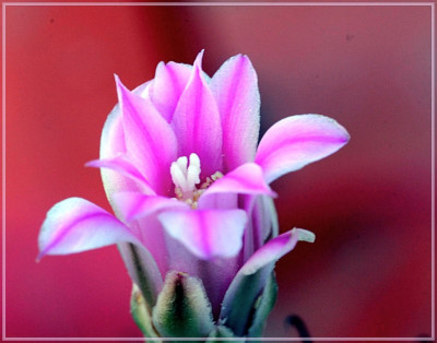 mammillaria_longiflora.jpg