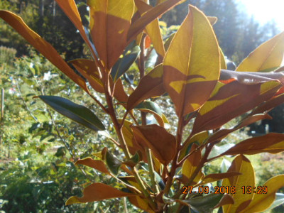 DSCN4927.jpg