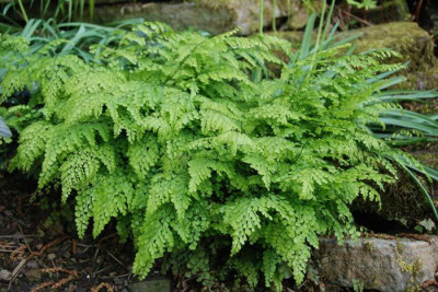 Adiantum-venustum-Mai-07.jpg
