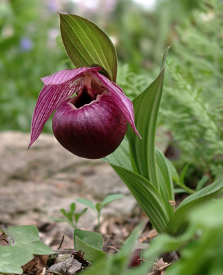 05040002_eCypripedium_tibeticum_dunkler_Typ.JPG