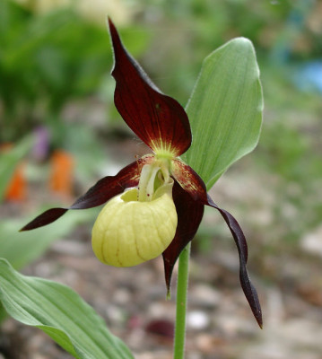 05040008_eCypripedium_calceolus.JPG