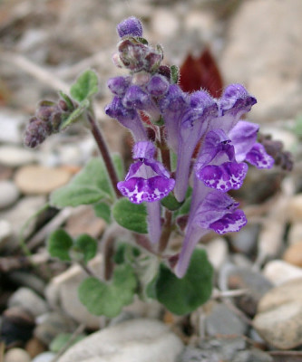 05040059_eScutellaria_indica_var_parviflora.JPG