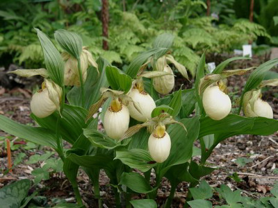05040057_eCypripedium_fasciolatum.JPG