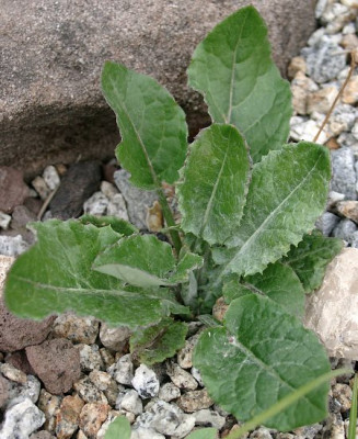 05040071_eLeibnitzia_anandria.JPG