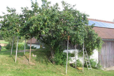 ringlottenbaum.jpg