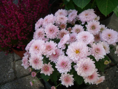 IMGP8509.JPG