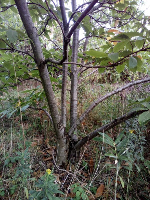 Castanea sativa Stamm.jpg