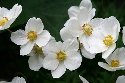 St_Anemonenarcissiiflora040507.jpg