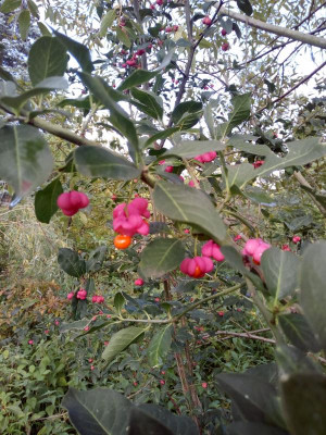 Euonymus europaeus 1 .jpg