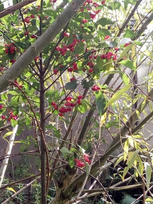 Euonymus europaeus Hochstamm.jpg