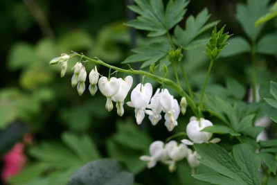 St_Dicentraweiss240407.jpg