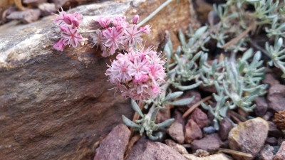 Eriogonum kennedyi var. alpigenum.jpg
