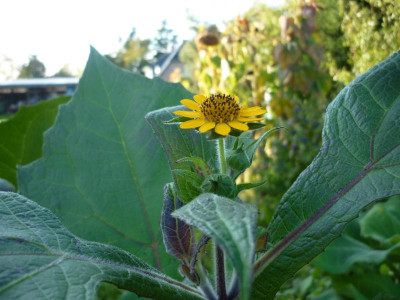 P1050257.JPG