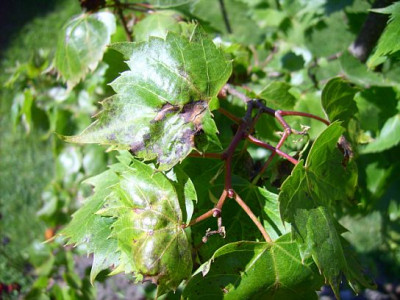 tiliamongolica1.jpg