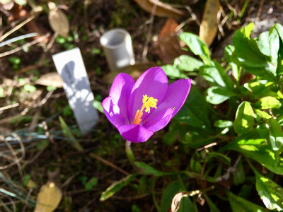 Croc.nudiflorus.jpg