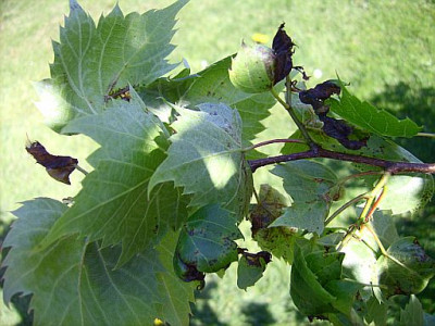 tiliamongolica2.jpg