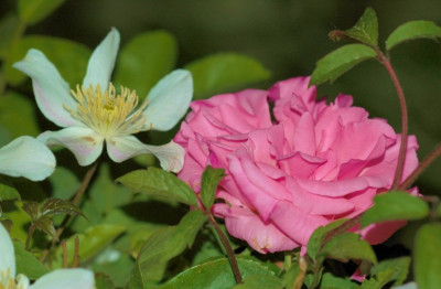 Rosa_Zepherine_Drouhin_Clematis_Montana_Jacqui_1_04-05-2007.jpg