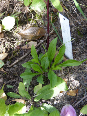 2018-10-03 Solidago 'Estelle'.jpg