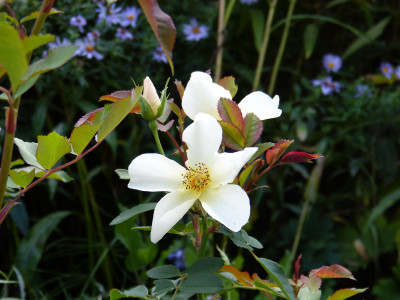2018-10-03 Rose 'Kew Gardens'.jpg