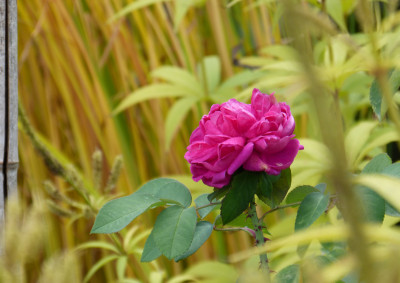 2018-10-03 Rose 'Rose de Resht'.jpg