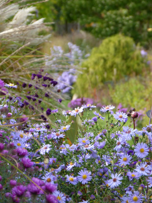 2018-10-03 Gartenimpressionen 2.jpg