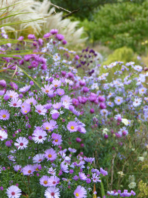 2018-10-03 Gartenimpressionen 3.jpg
