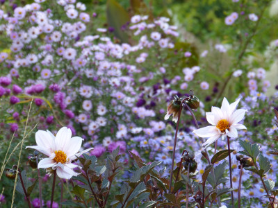 2018-10-03 Gartenimpressionen 5.jpg