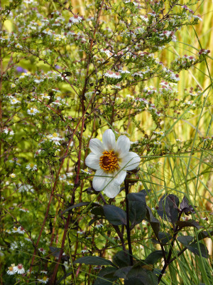 2018-10-03 Gartenimpressionen 11.jpg