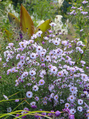 2018-10-03 Gartenimpressionen 13.jpg