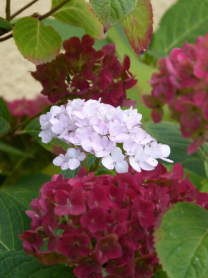 2018-10-03 Hydrangea 'The Bride'.jpg