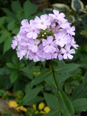 2018-10-03 Phlox 'Henki' 1.jpg