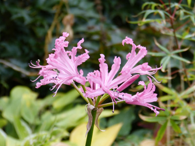 2018-10-03 Nerine bowdenii 'Isabel'.jpg