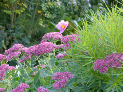 2018-10-03 Sedum.jpg
