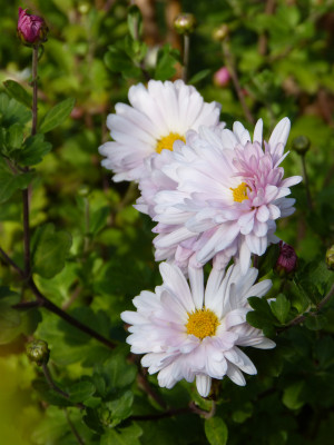 2018-10-03 Chrysanthemum 'Tina' 1.jpg