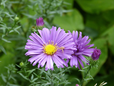 2018-10-03 Aster 'Mauve Magic'.jpg