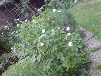 strauch_der_sdm_07.JPG