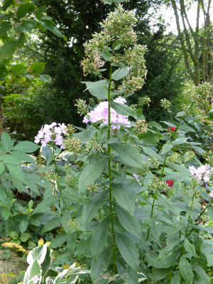 2018-10-03 Phlox 'Henki'.jpg