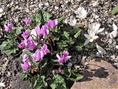 Crocus pulchellus Michael Hoog u. Cyclamen 04.10.18.JPG