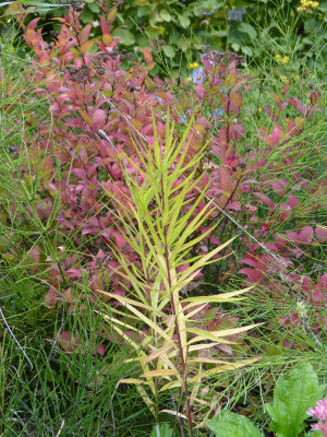 2018-10-04 Amsonia 'Ernst Pagels'.jpg