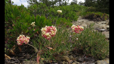 eriogonum heracleoides.png