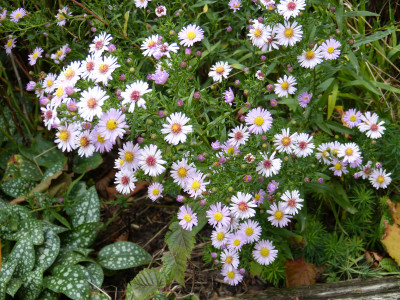 2018-10-04 Aster 'Gänseblümchen'.jpg