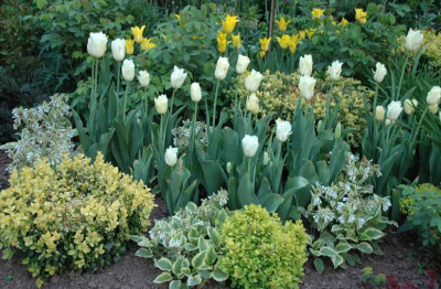 Gartenansichten__1_04-05-2007.jpg