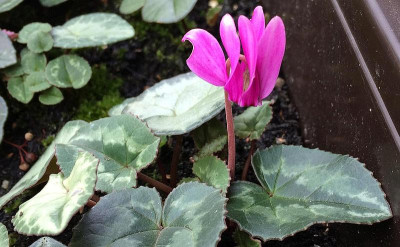 Cycl. hederifolium Mischung.jpg