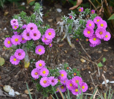 Aster-PixieDarkEye.18-1.jpg