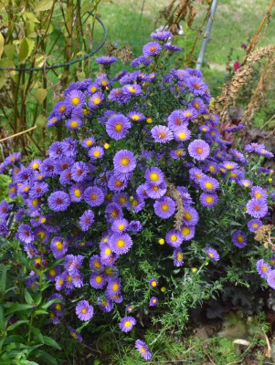 Aster-NannisLiebling.18-2.jpg