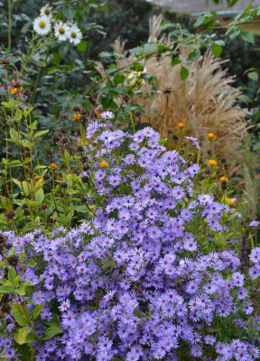 Aster_cordifolius-LittleCarlow.16-1.jpg