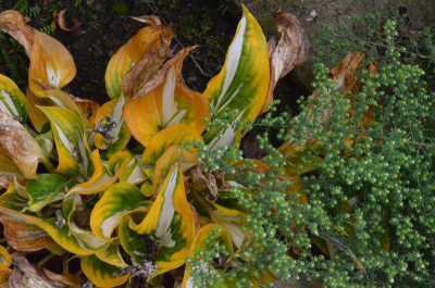 Hosta-CliffordsStingray.18-2.jpg